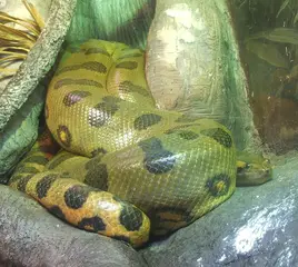 significado-sonhar-com-cobras-enormes-gigantes